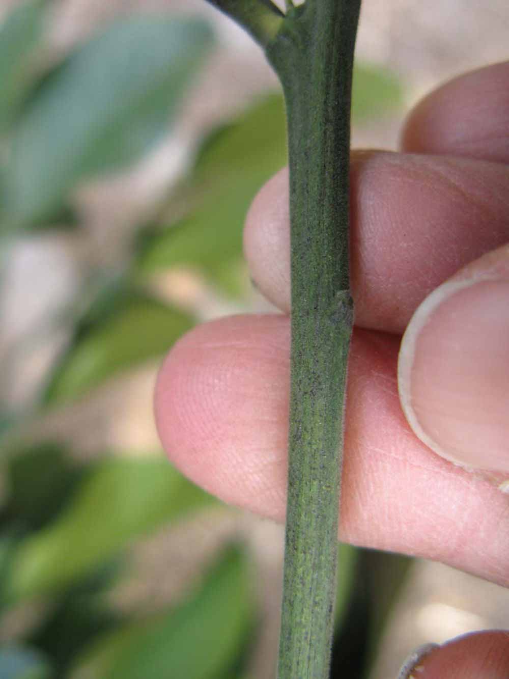              First year twig (Winter Haven, FL)       